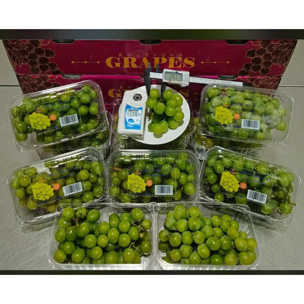 

Anggur Shine Muscat China Berat 500gram /pack