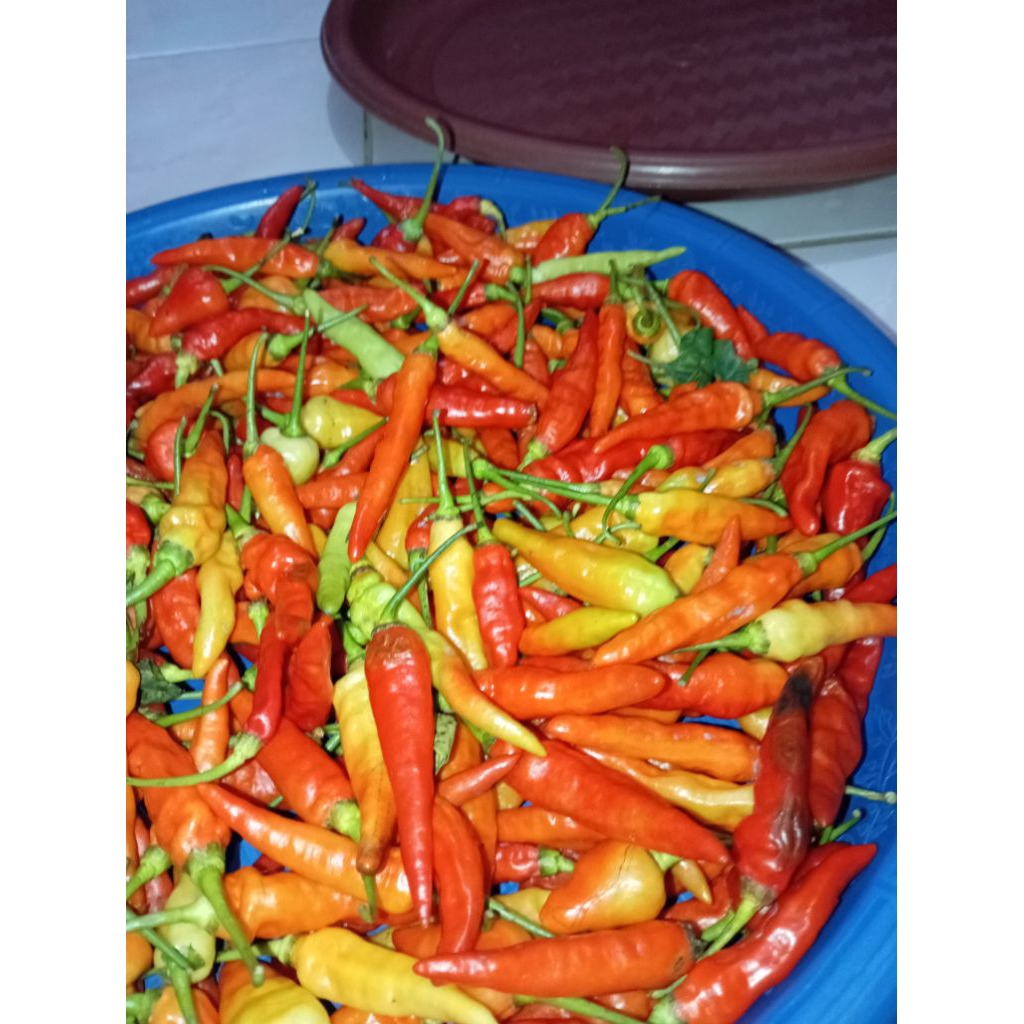 

cabe rawit/cabesetan