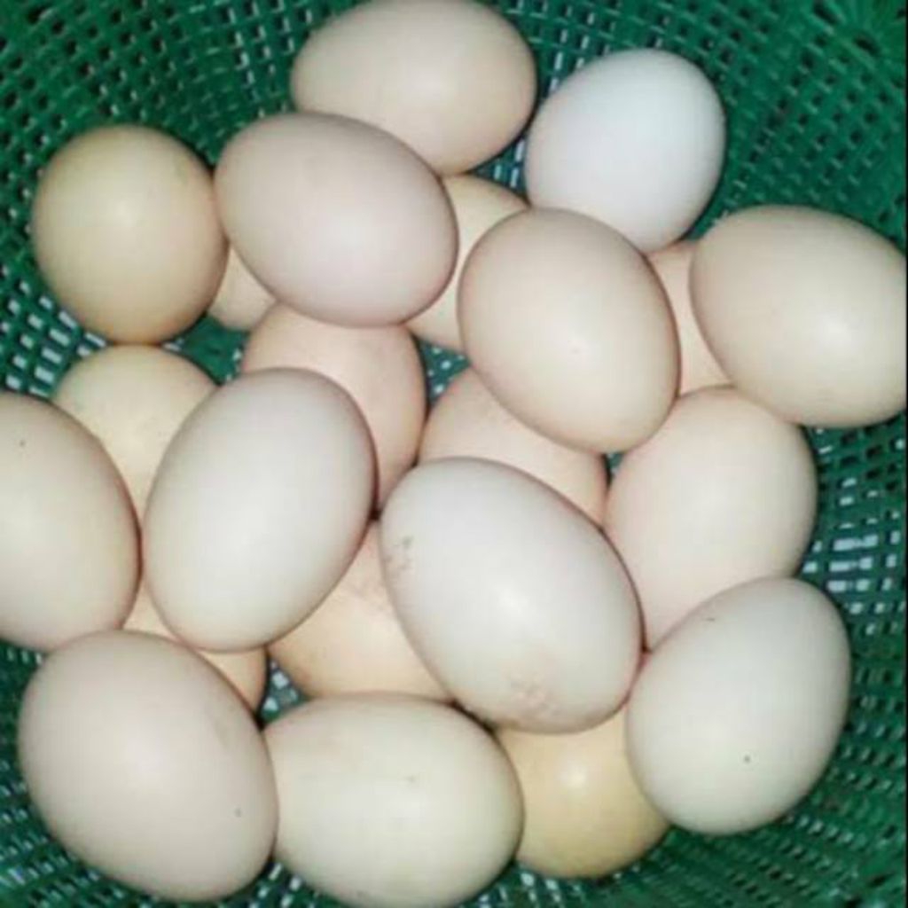 

Telur Ayam Kampung Fres Dari Peternak Per Butir