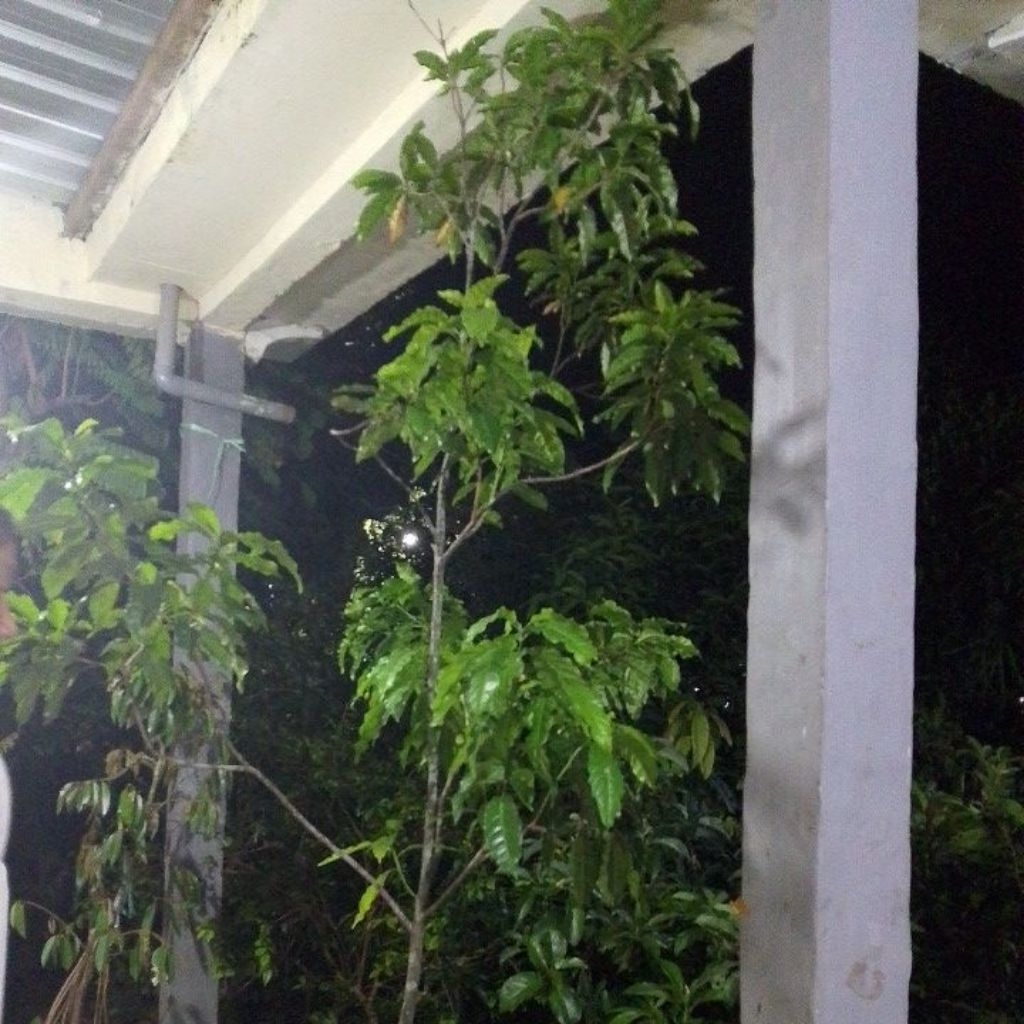Bibit Abiu Jumbo taiwan