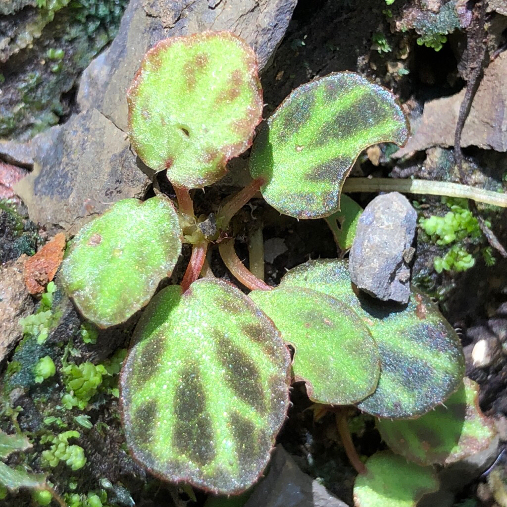 BEGONIA MINI SP LANGKAT