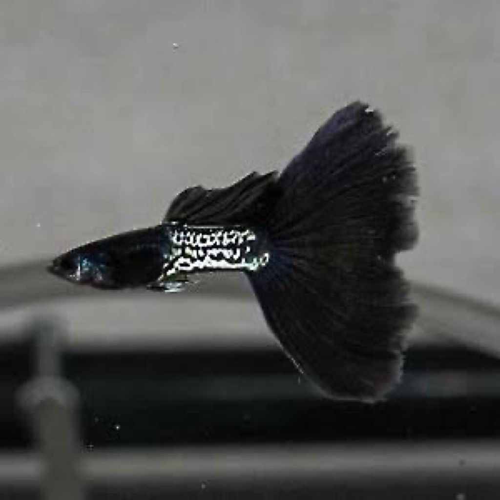 

gambo guppy black snak skin