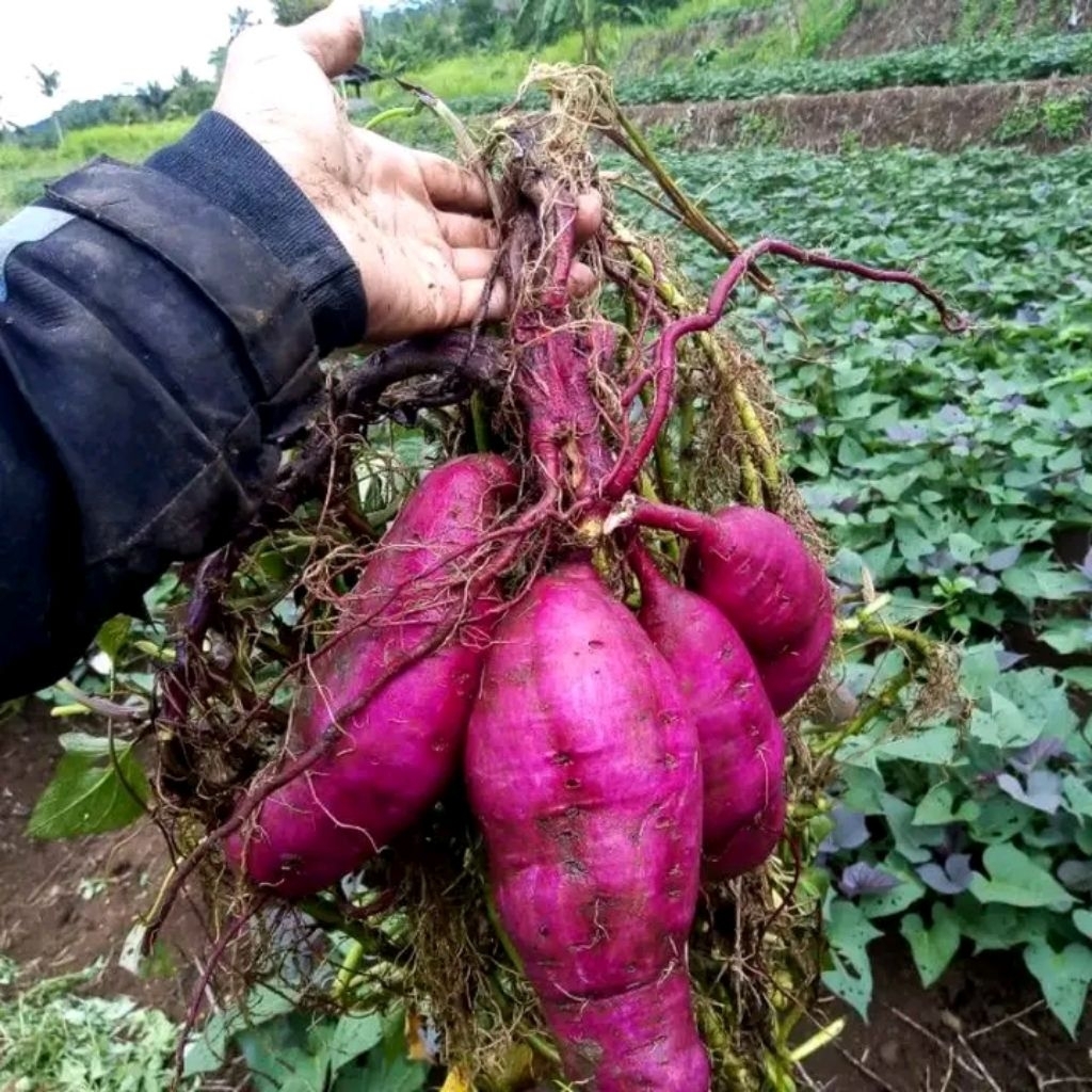 Bibit Ubi Ungu