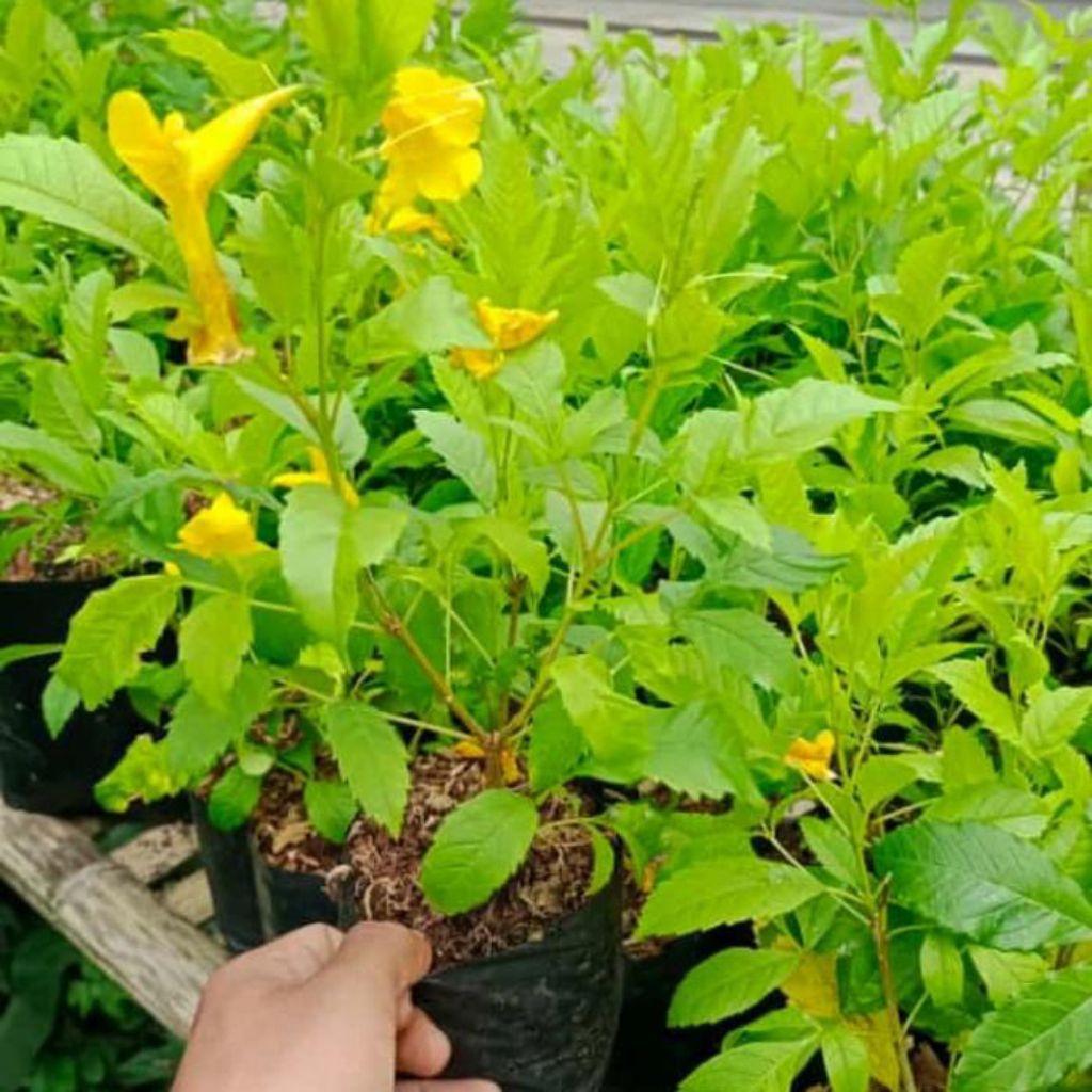 Tanaman Hias Bunga Yellow Bell Tekomaria Bunga Terompet Hiasan & Dekorasi Taman