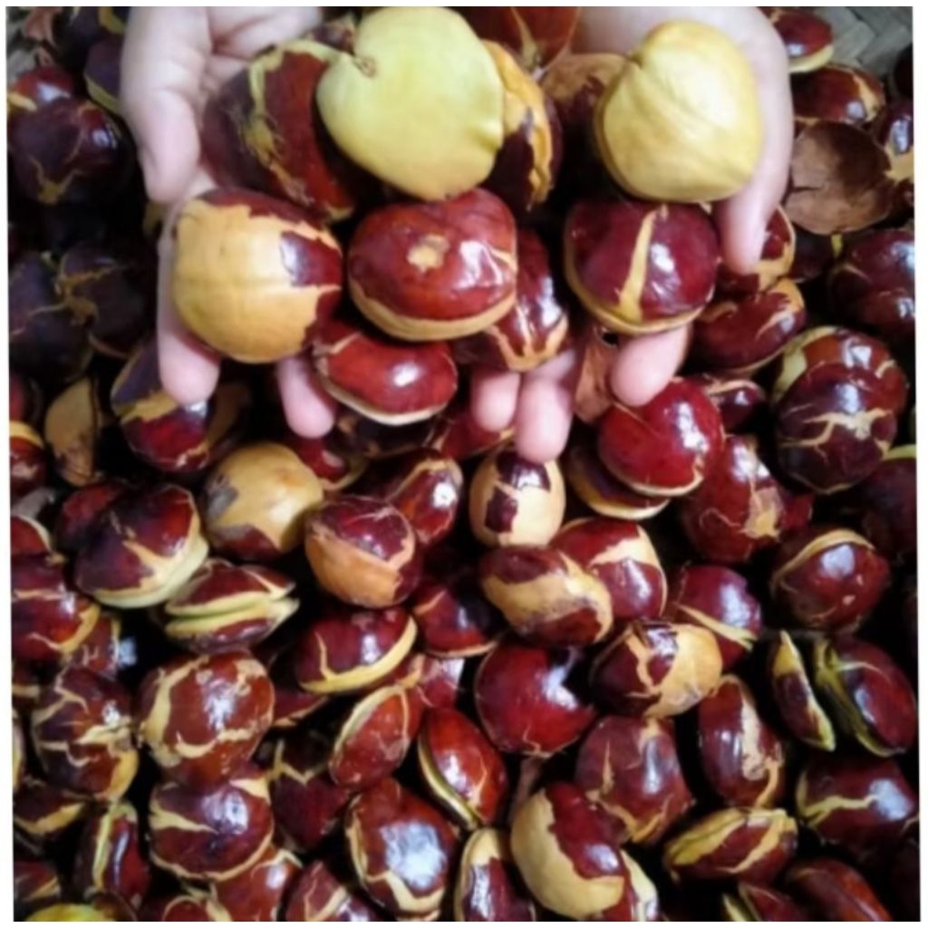 

jengkolsepituaabres3-5kg