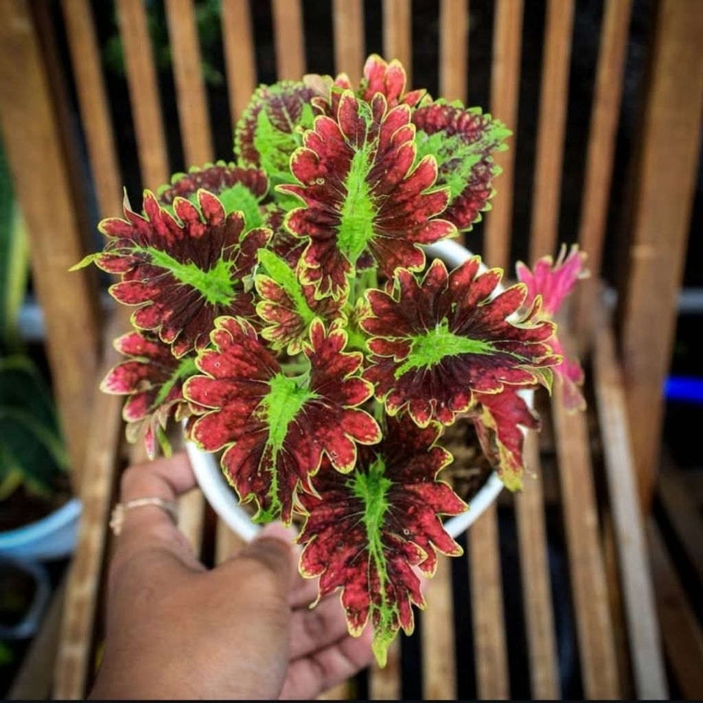 TERMURAH  TANAMAN HIAS MIANA DRAGON/KIPAS - TANAMAN HIDUP MIANA - RIMBUN SUDAH BERAKAR