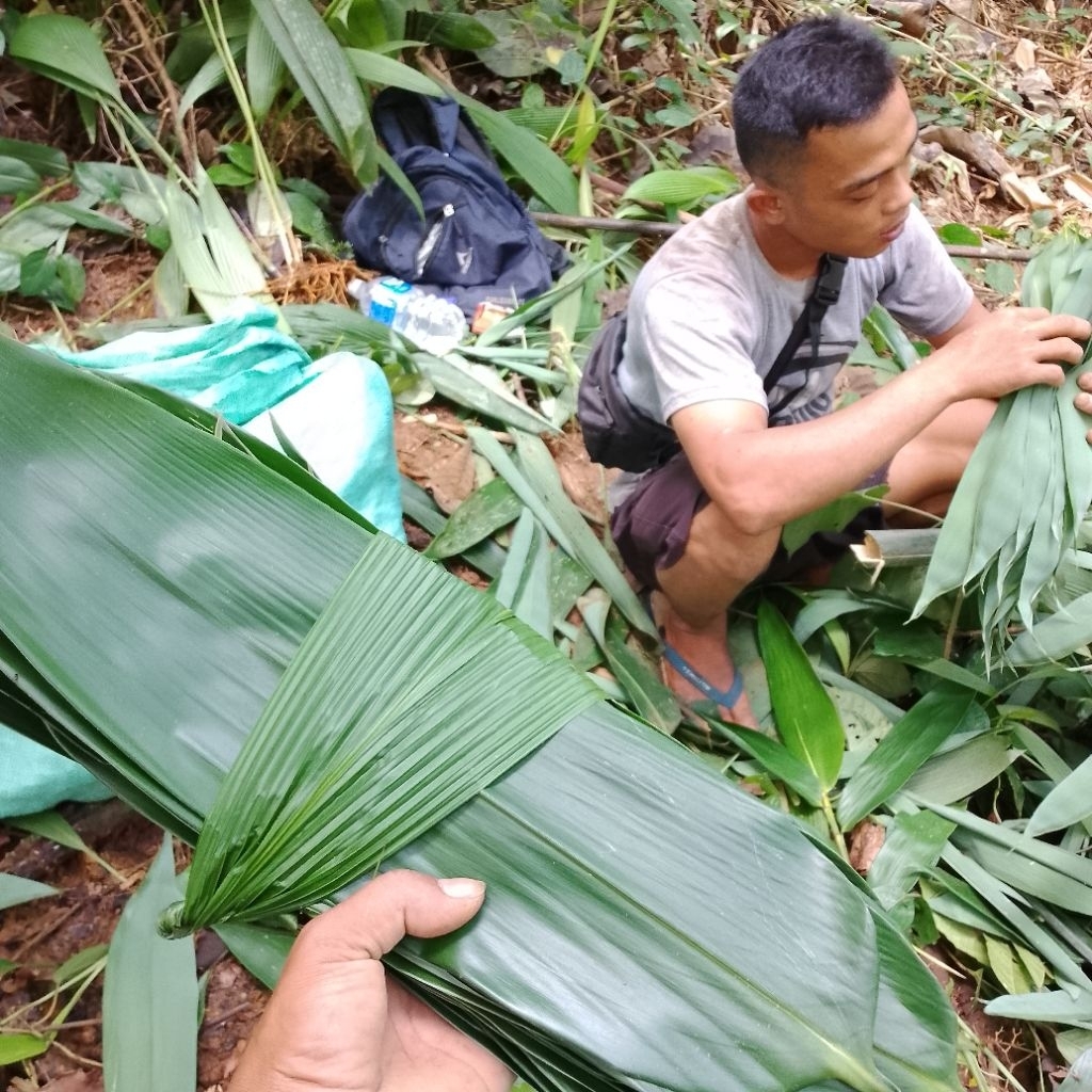 

daun bambu jumbo bungkus bacang