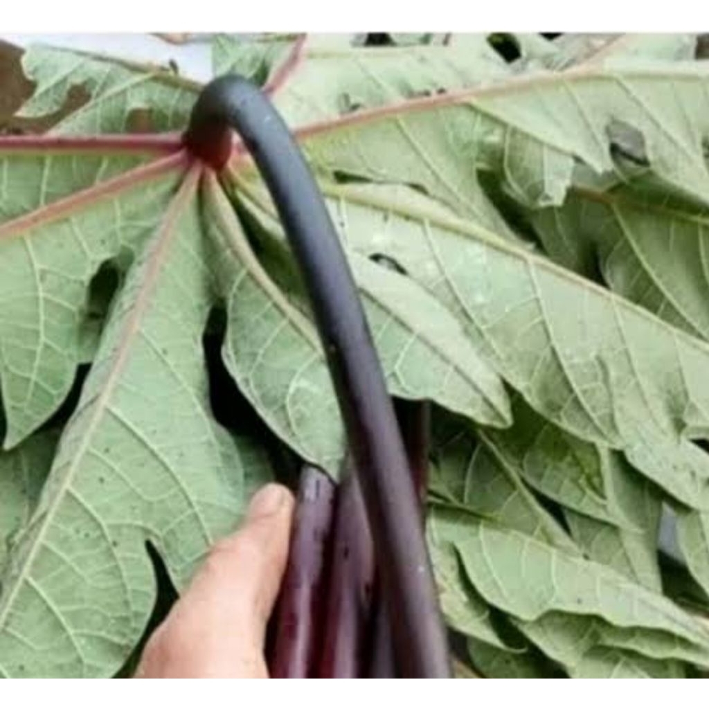 

Daun pepaya ungu segar 500 gram petik langsung