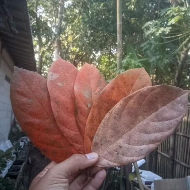 

daun kering/basah ketewel tinggal request pesanan saja,per 50 lembar