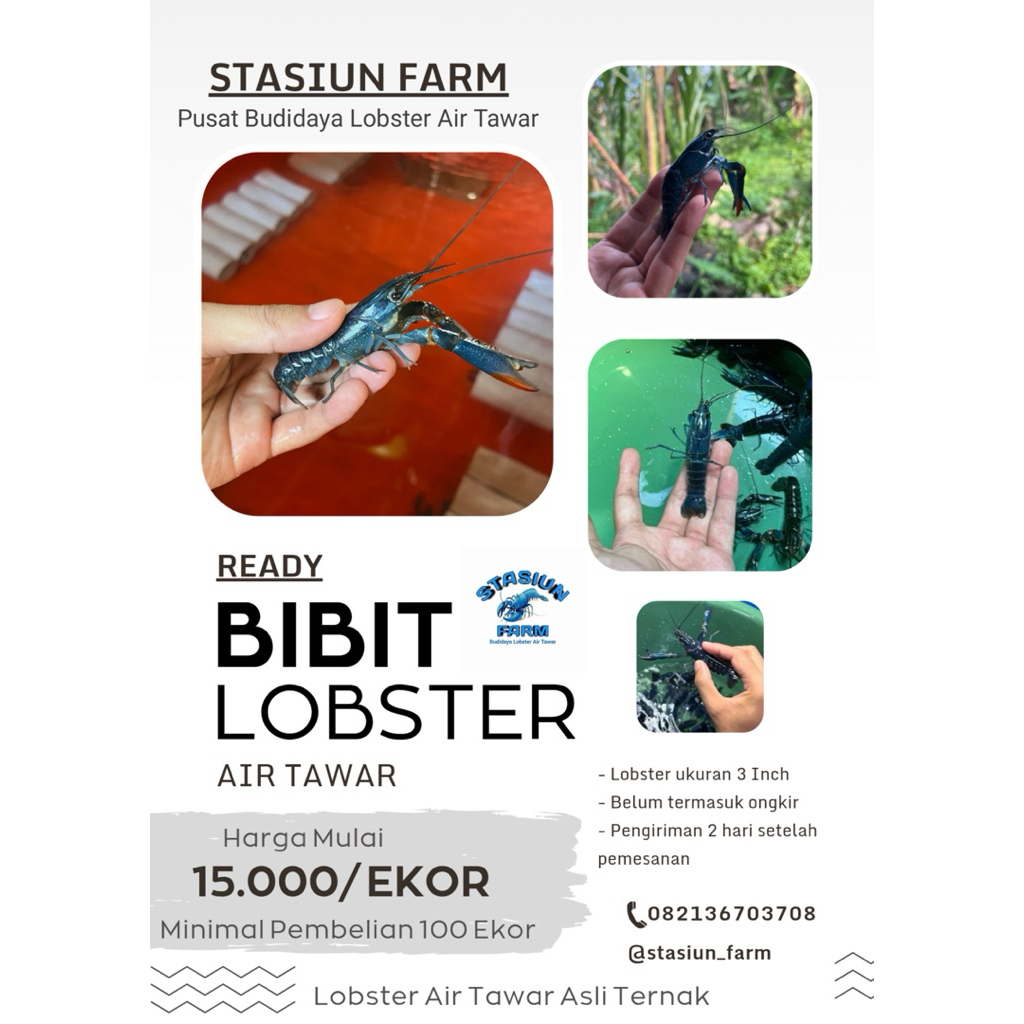 BIBIT LOBSTER AIR TAWAR