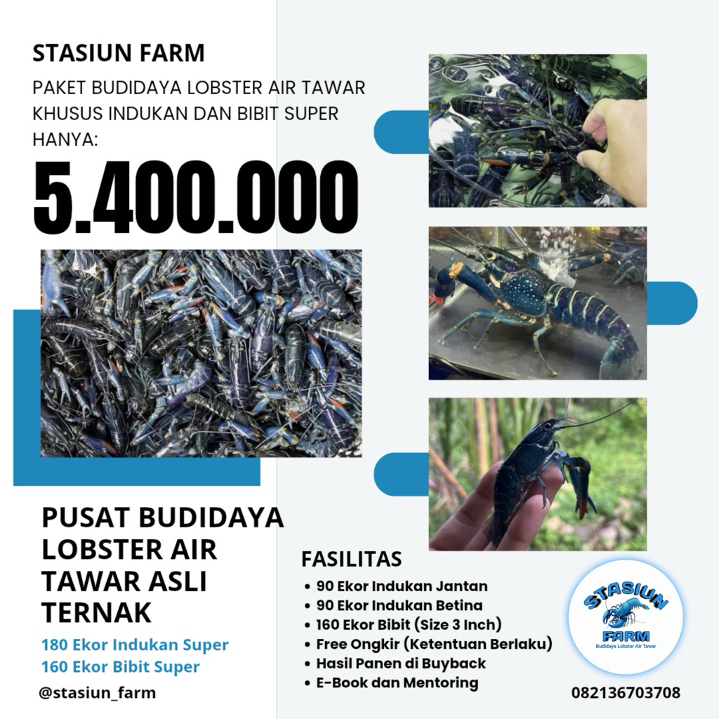 PAKET INDUKAN DAN BIBIT LOBSTER AIR TAWAR