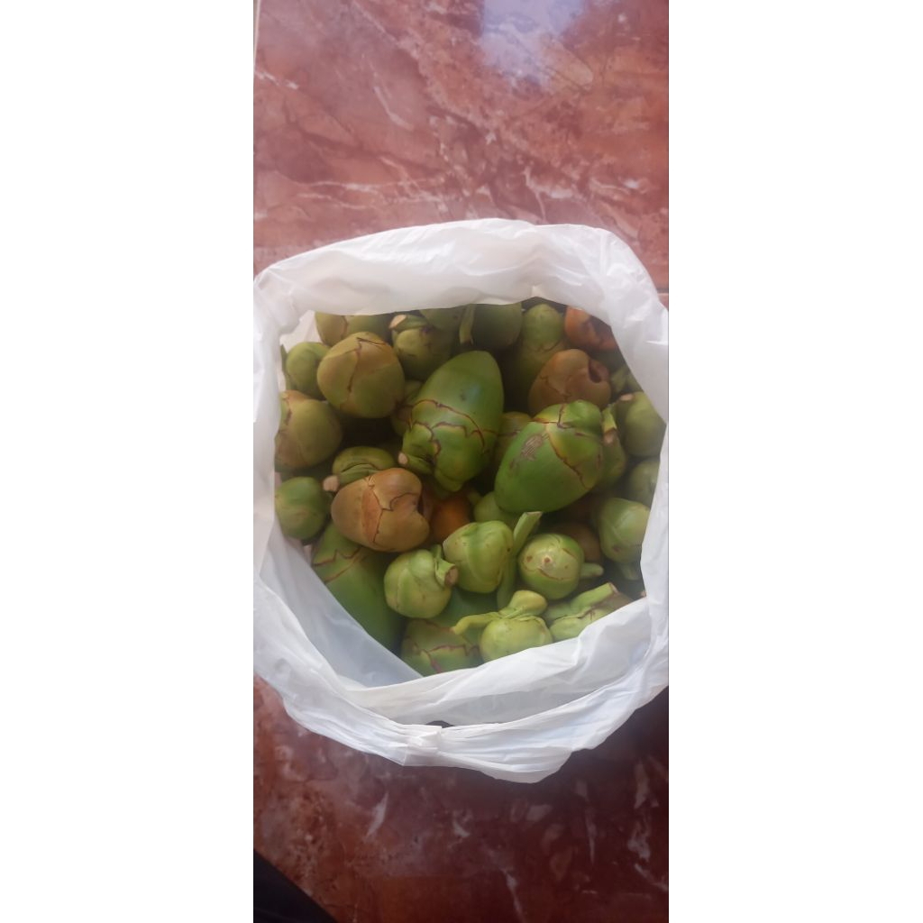 

Beluluk Kelapa / Kelapa cengkir / tembuluk fresh