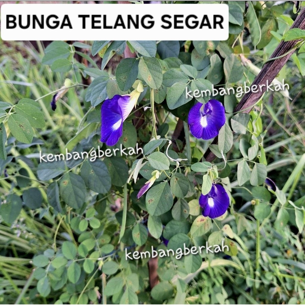 

Bunga Telang Segar / Bunga Telang Fresh