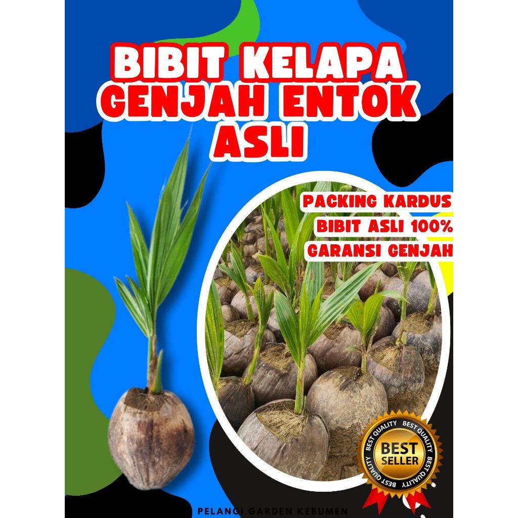 TERBAIK.. Pohon Buah Kelapa Entog, Pohon Buah Kelapa Entok Anakan