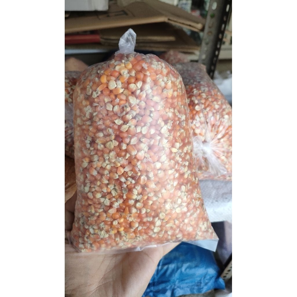 

JAGUNG SUPER KECIL @1KG PAKAN TERNAK