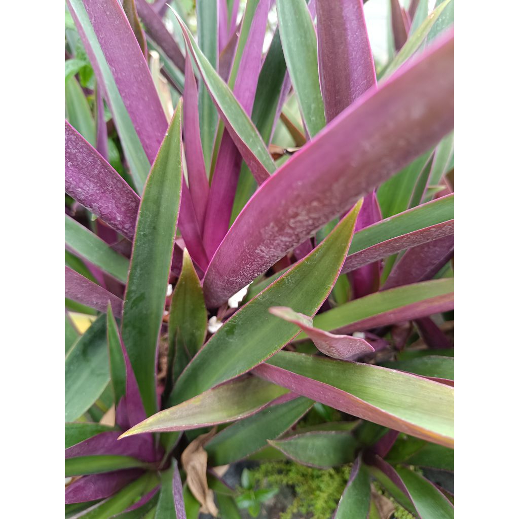 

Daun segar liang teh-