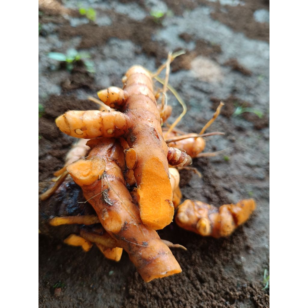 

kunyit kuning asli segar 1 kg,kunyit herbal /bumbu masak