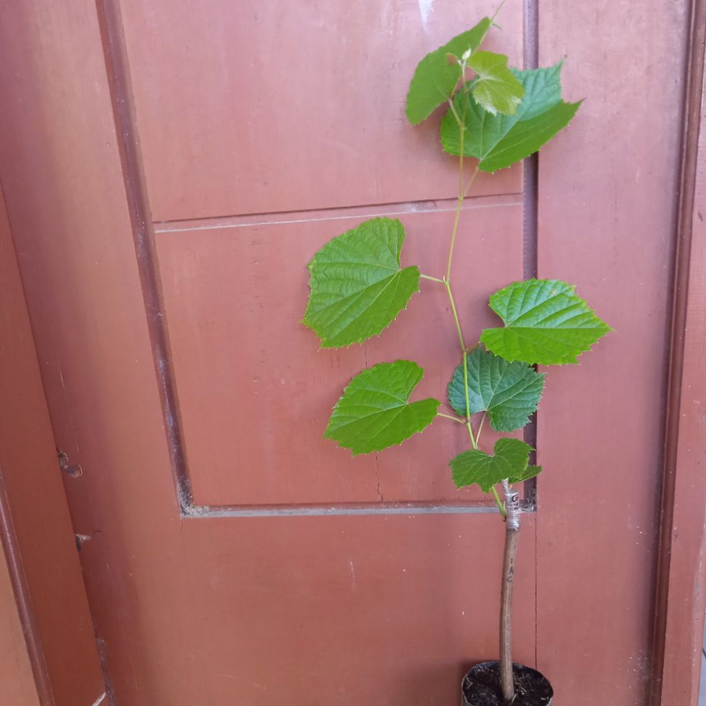 rootstok iac 572 valid