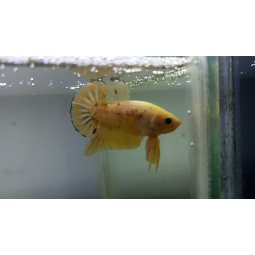ikan Cupang plakat Yellow Fancy