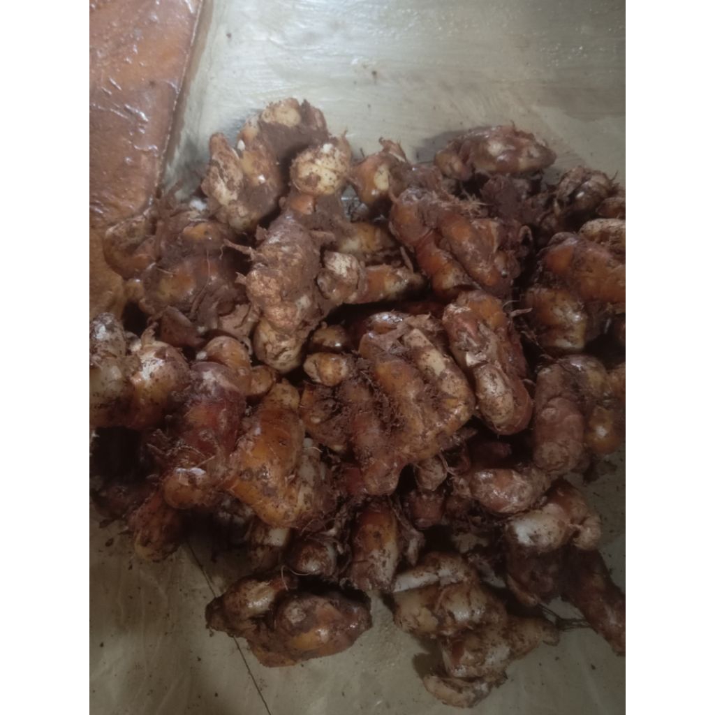 

kencur segar bahan dapur 1kg
