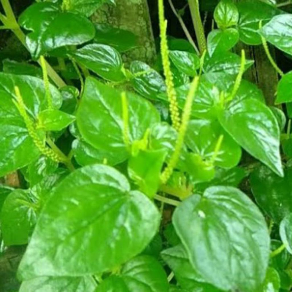 

Daun sirih cina,ketumpang air terlaris 200gr