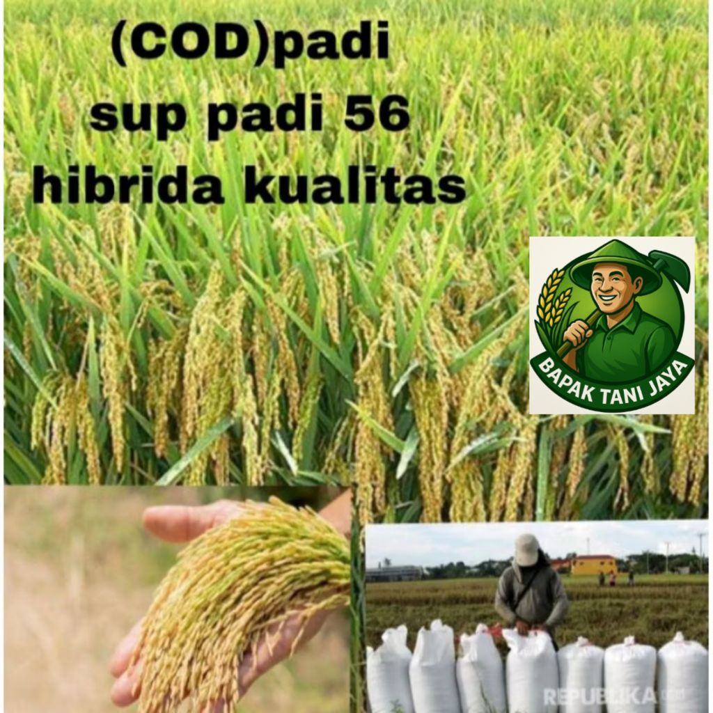 benih padi 56 hibrida kualitas unggul 1gk