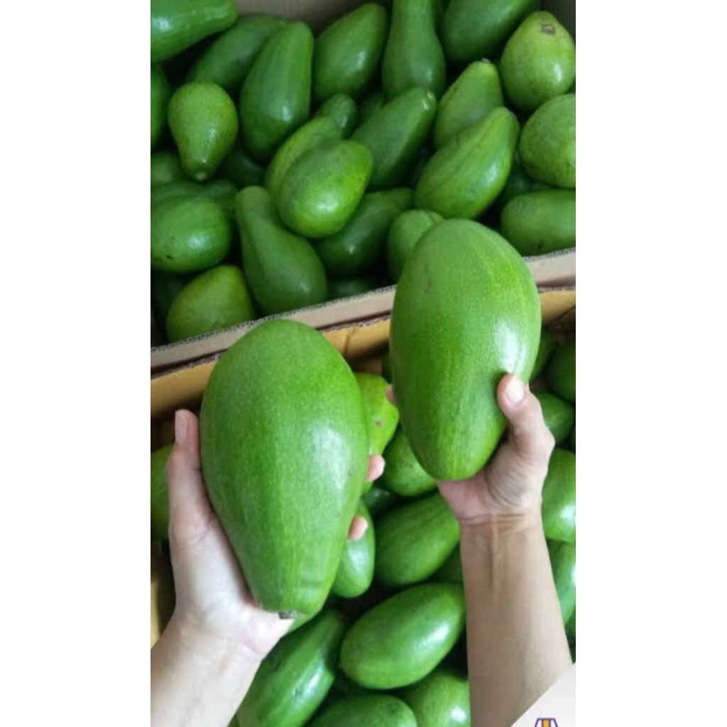 

alpukat mentega super