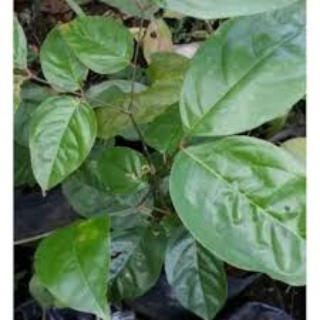 

Daun Jengkol Segar 50 Lembar Murah