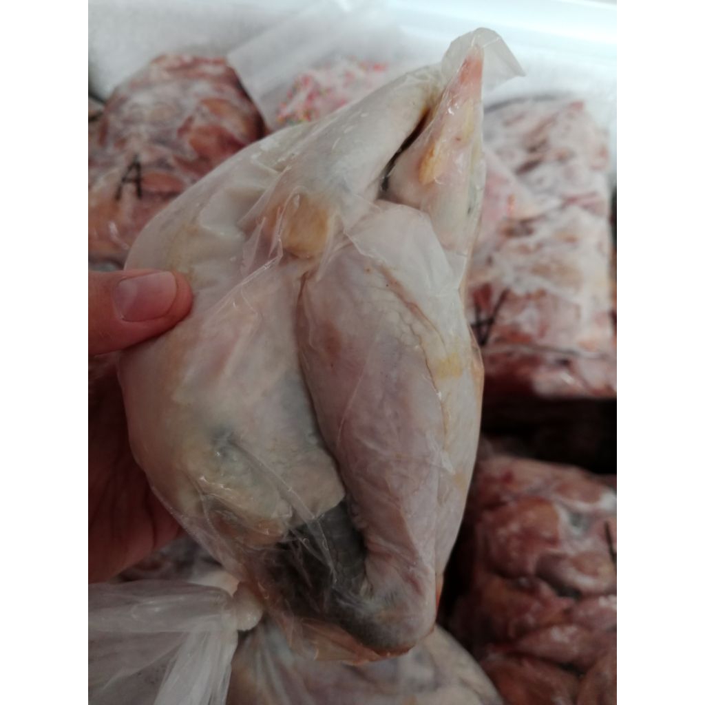 

Ayam kampung asli size 0.6-1.0