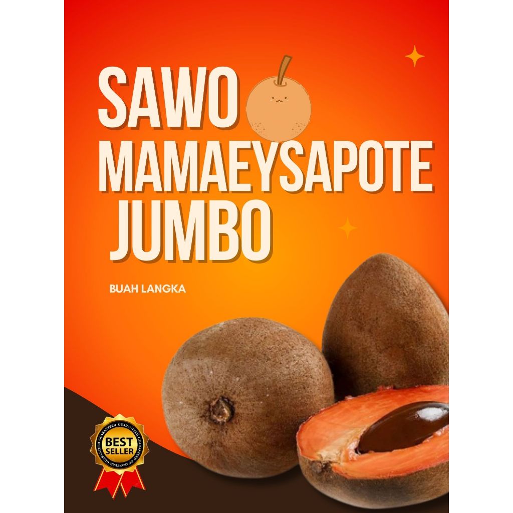 

DICARI-CARI !! Sawo Jumbo Ori, Sawo Jumbo Original