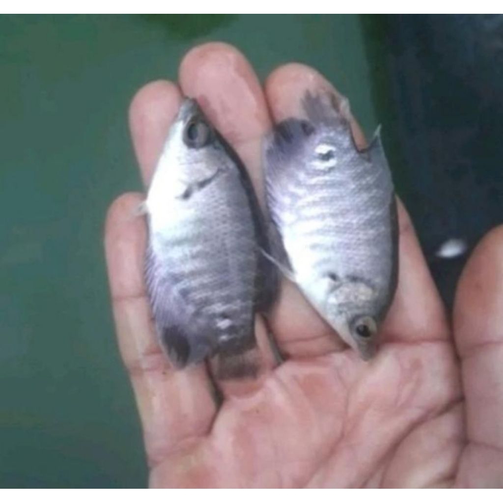 Bibit ikan gurame soang ukuran 5-6 cm bibit ikan konsumsi