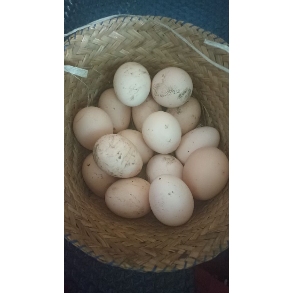 

READY Telur Ayam Kampung bisa ditetaskan