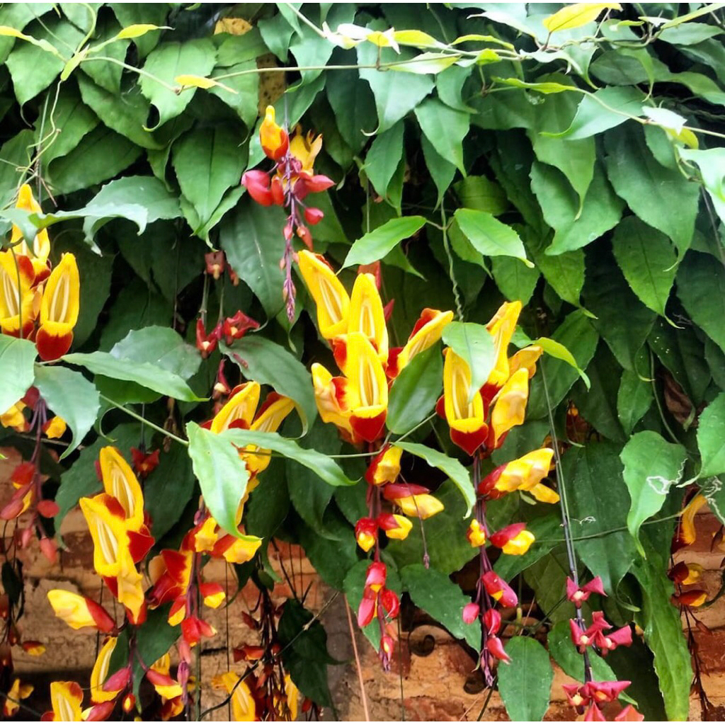 Tanaman rambat Thunbergia misorensis(Flame irian coklat)