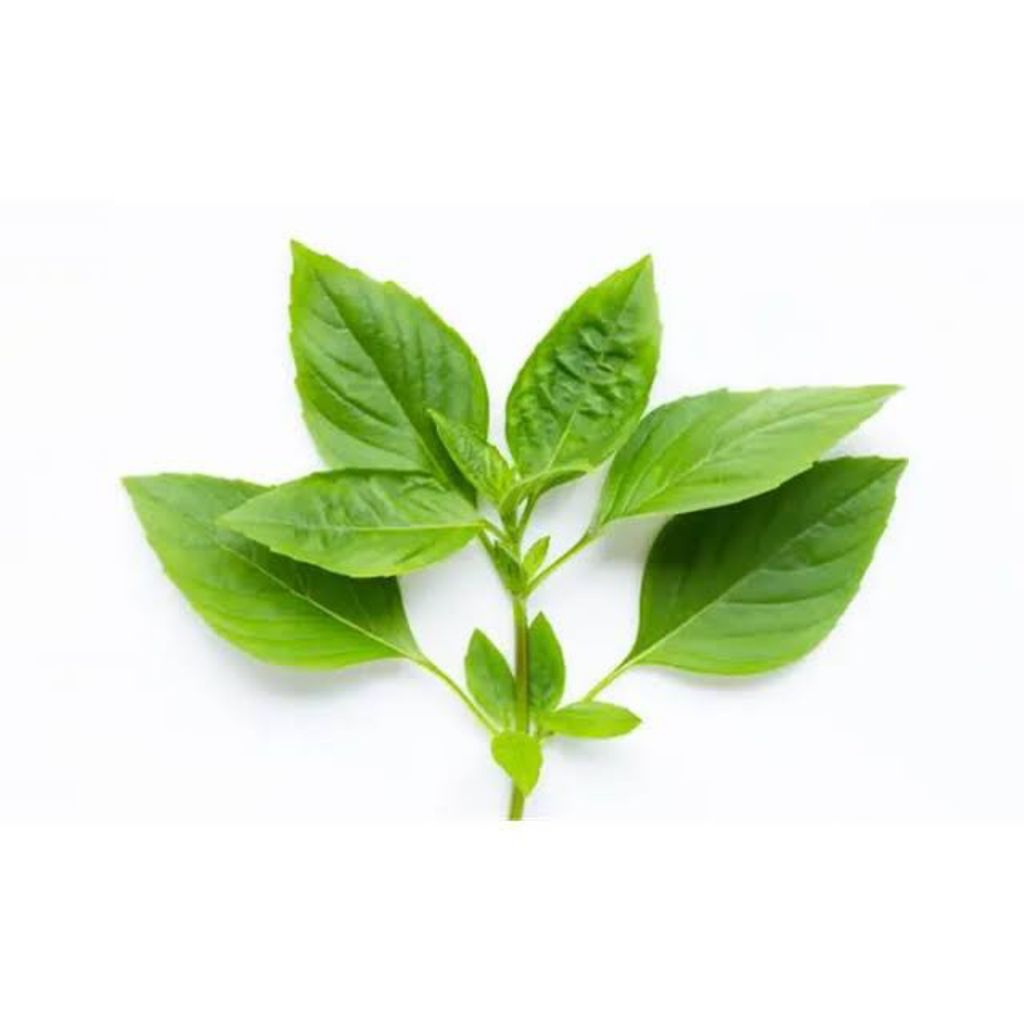

Daun kemangi obat tradisional
