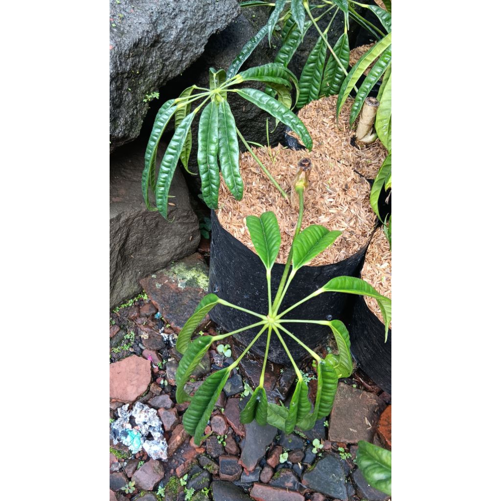 tanaman hias bunga walisongo pete (tunas baru)