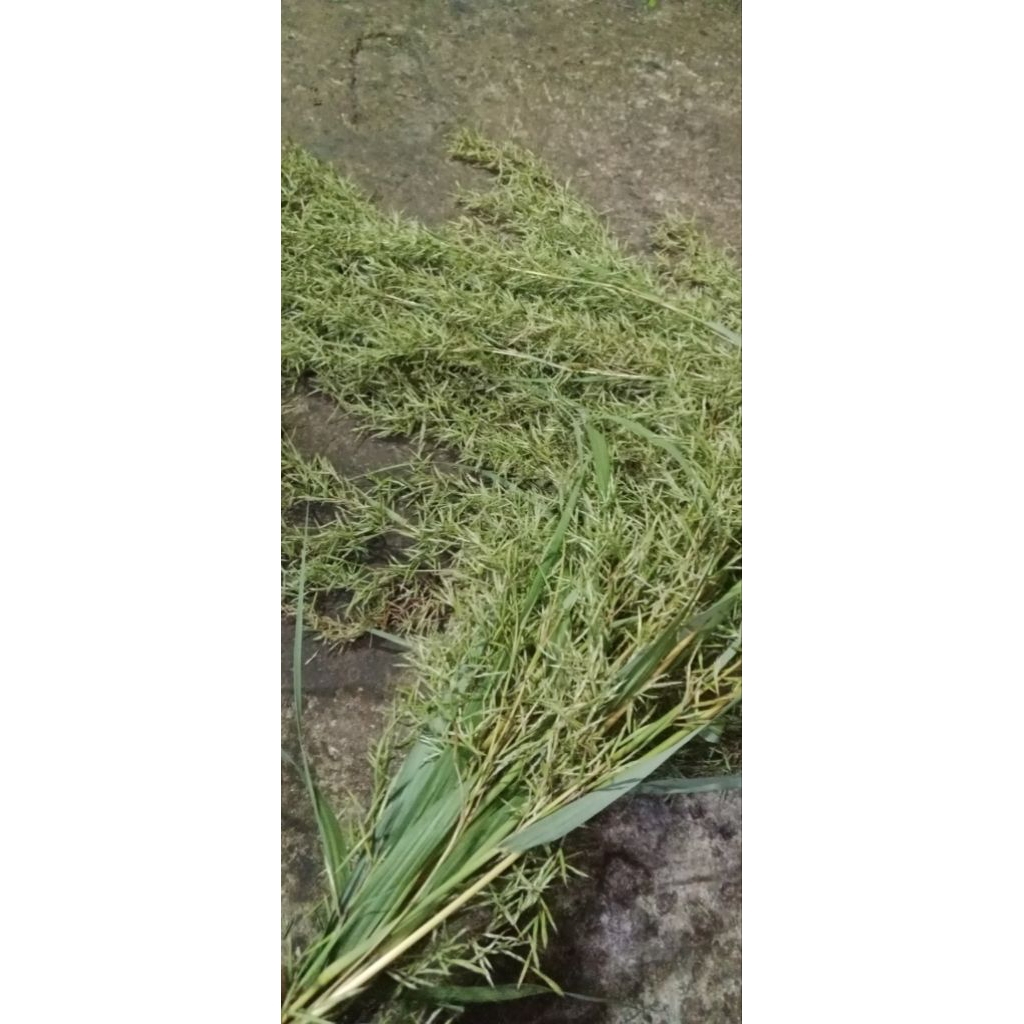 Bunga sereh / daun sereh - Bunga sereh Kembang lokal di obral termurah