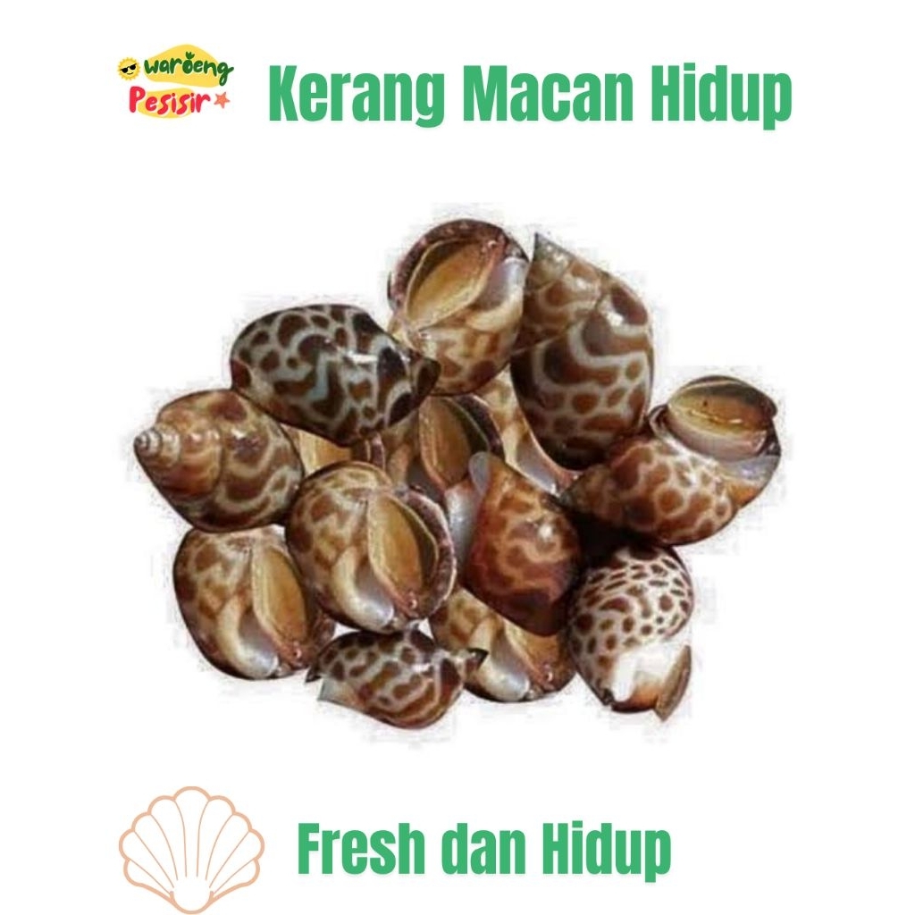 

KERANG MACAN / KEONG MACAN HIDUP FRESH – DIJUAL PER KILOGRAM