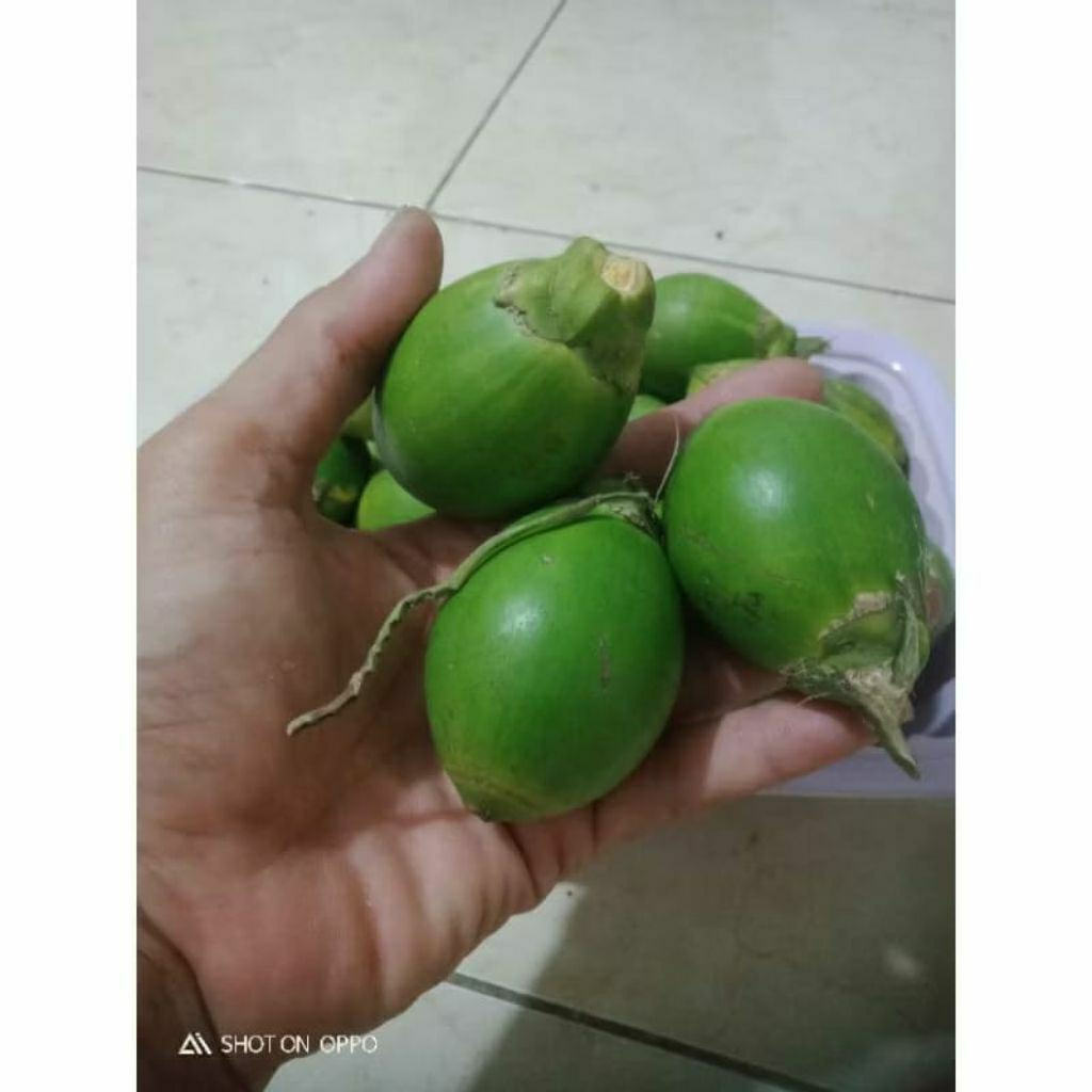 

PINANG WANGI TUA, KULIT HIJAU ISI 20 BIJI/1KG UNTUK KONSUMSI LANGSUNG (NGINANG).