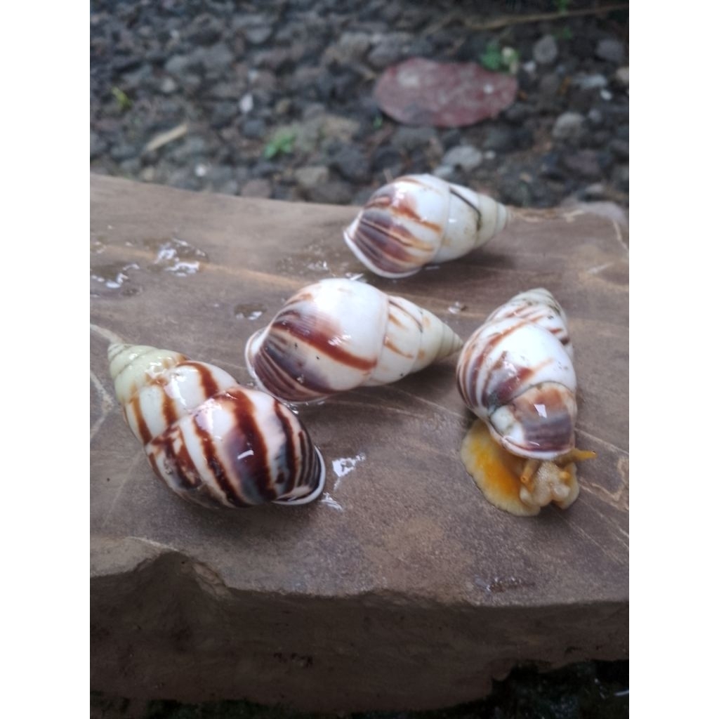 

siput pohon bekiking bekicot putih
