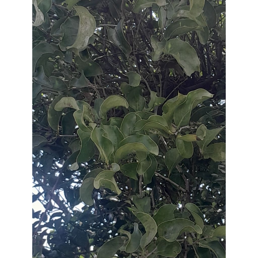 

Daun Benalu Jeruk Nipis Kering 100 Gram Obat Herbal