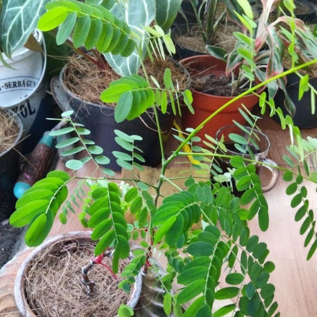 ( BISA COD ) Pohon Daun Saga Bibit Tanaman Obat Daun Saga Pohon Saga / Tanaman Herbal Daun Saga / Po