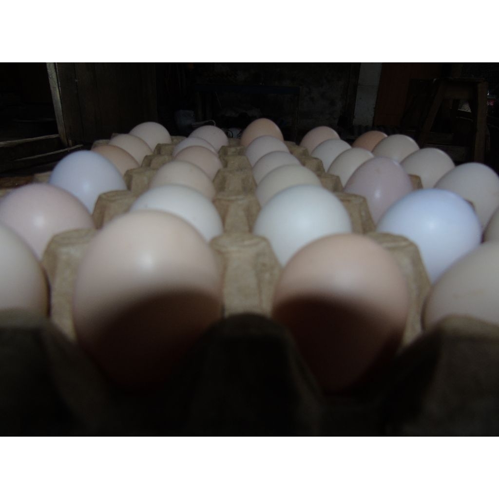 

Telur Ayam Kampung Isi 30 Butir