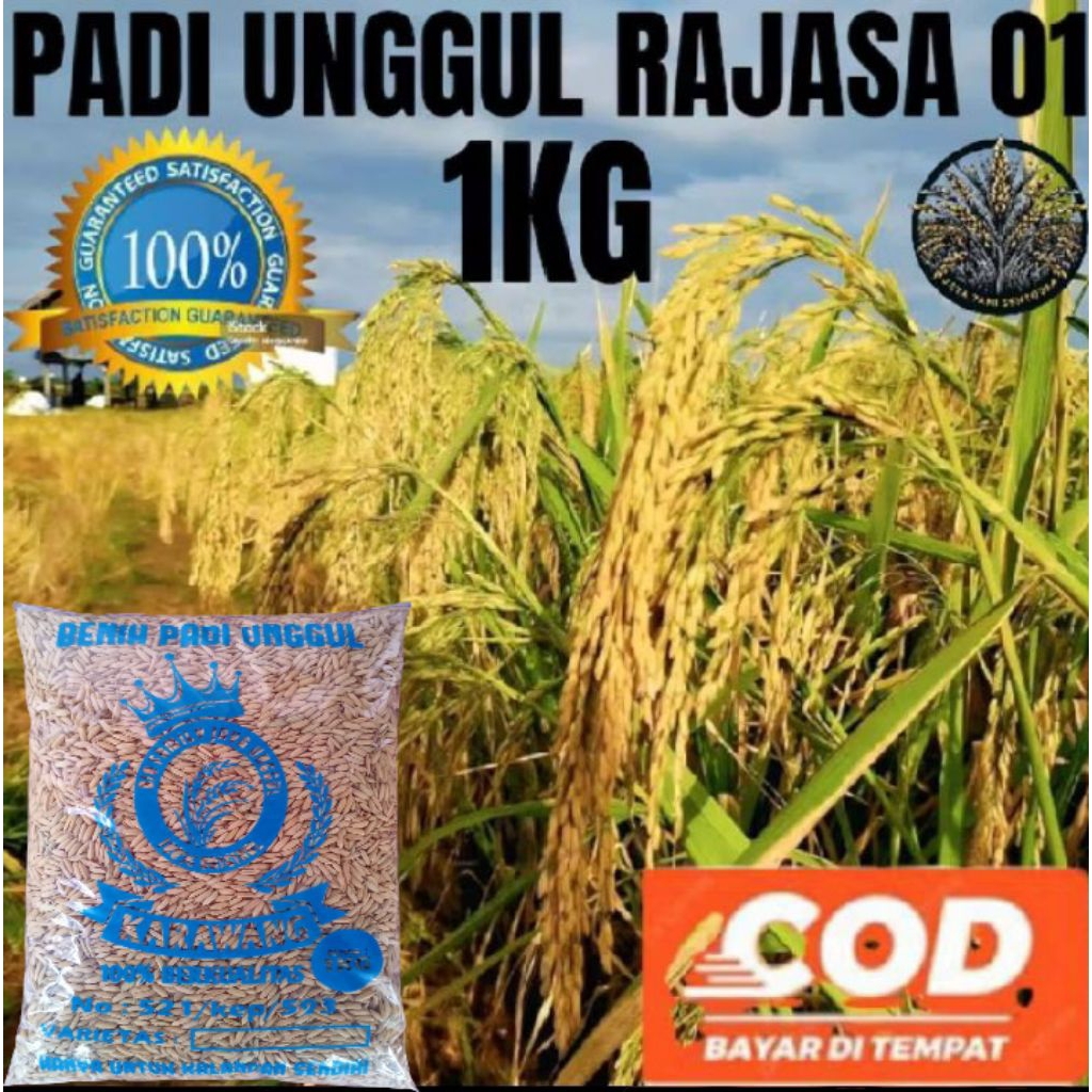 BENIH BIBIT PADI RAJASA 01 ORIGINAL SERIBU BULIR KEMASAN 1KG