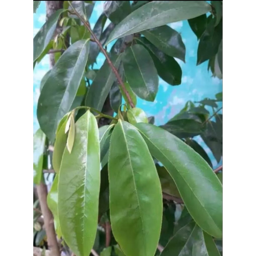 

terbaik daun sirsak untuk kesehatan tubuh kita herbal alami 50 lembar