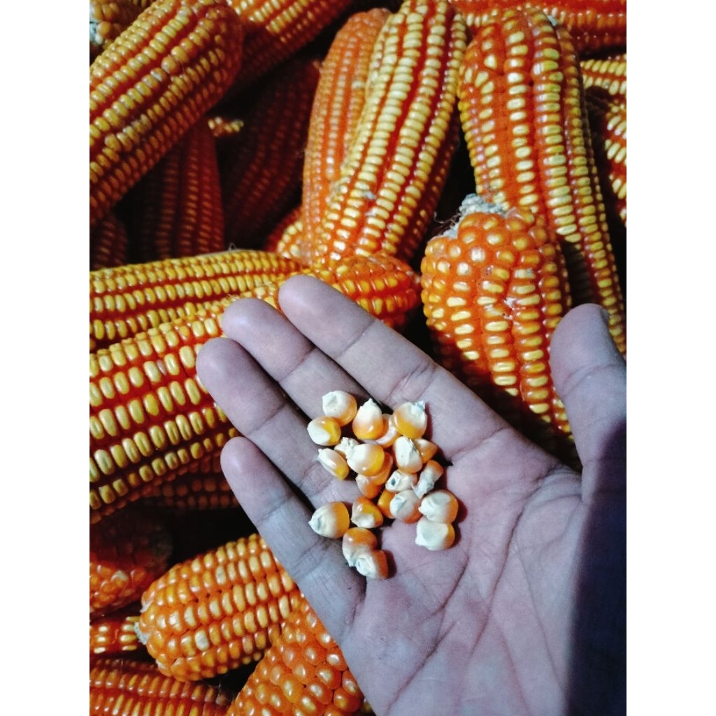 

jagung pipil kering untuk konsumsi maupun pakan burung kualitas no 1 Joss bagus baru panen stok terbatas jagung pak tani pakan burung pakan merpati pakan dekuku pakan unggas pakan ayam pakan bagus no kutu jagung kering hibrida