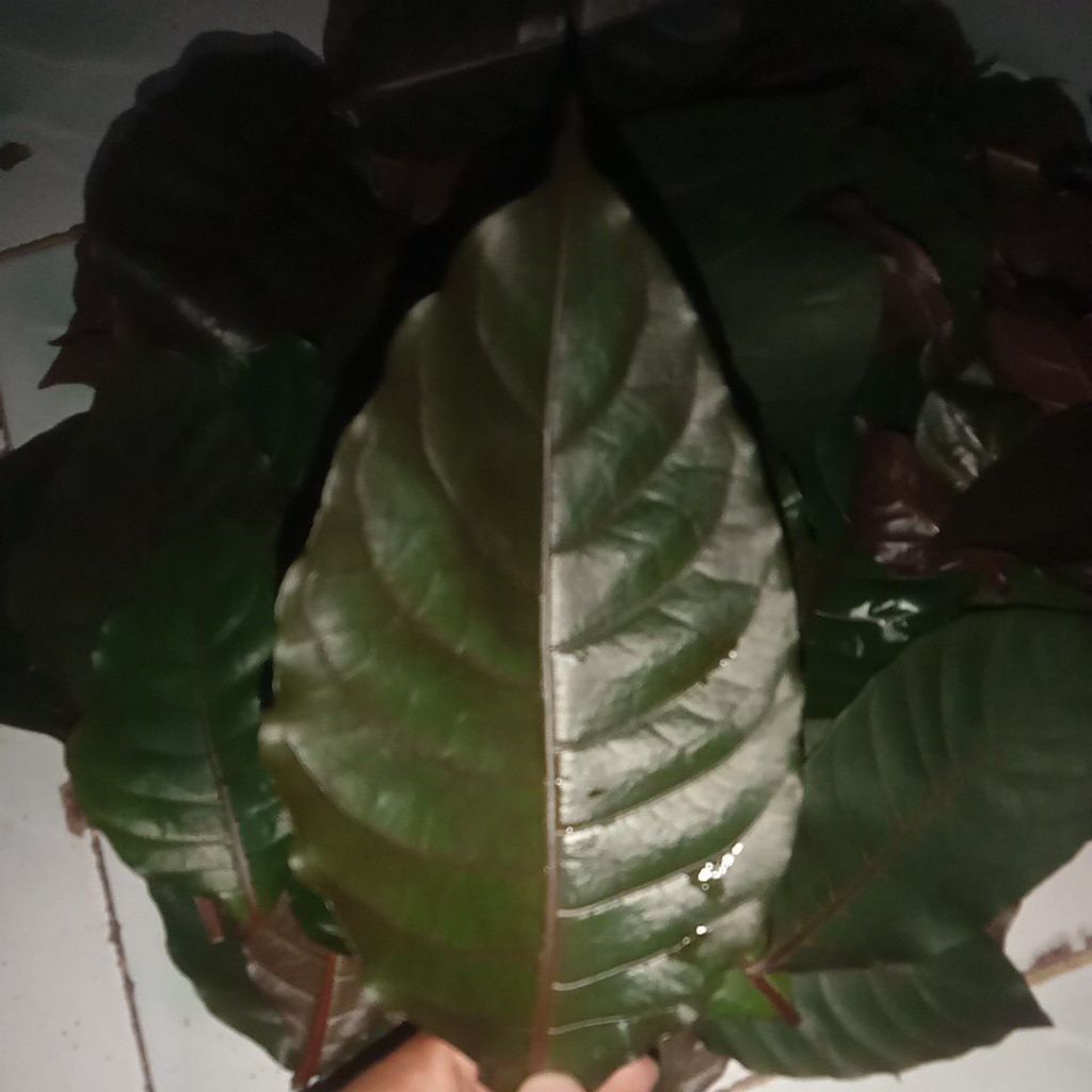 

DAUN HANDEULEUM SEGAR ISI 30 LEMBAR OBAT WASIR