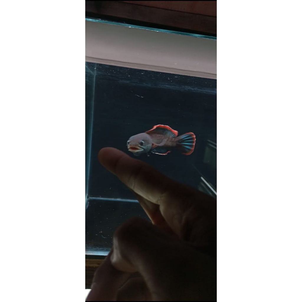 olahan ketapang limbata 13-15cm