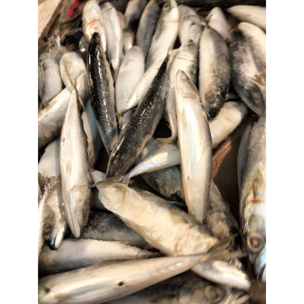 

ikan salam
