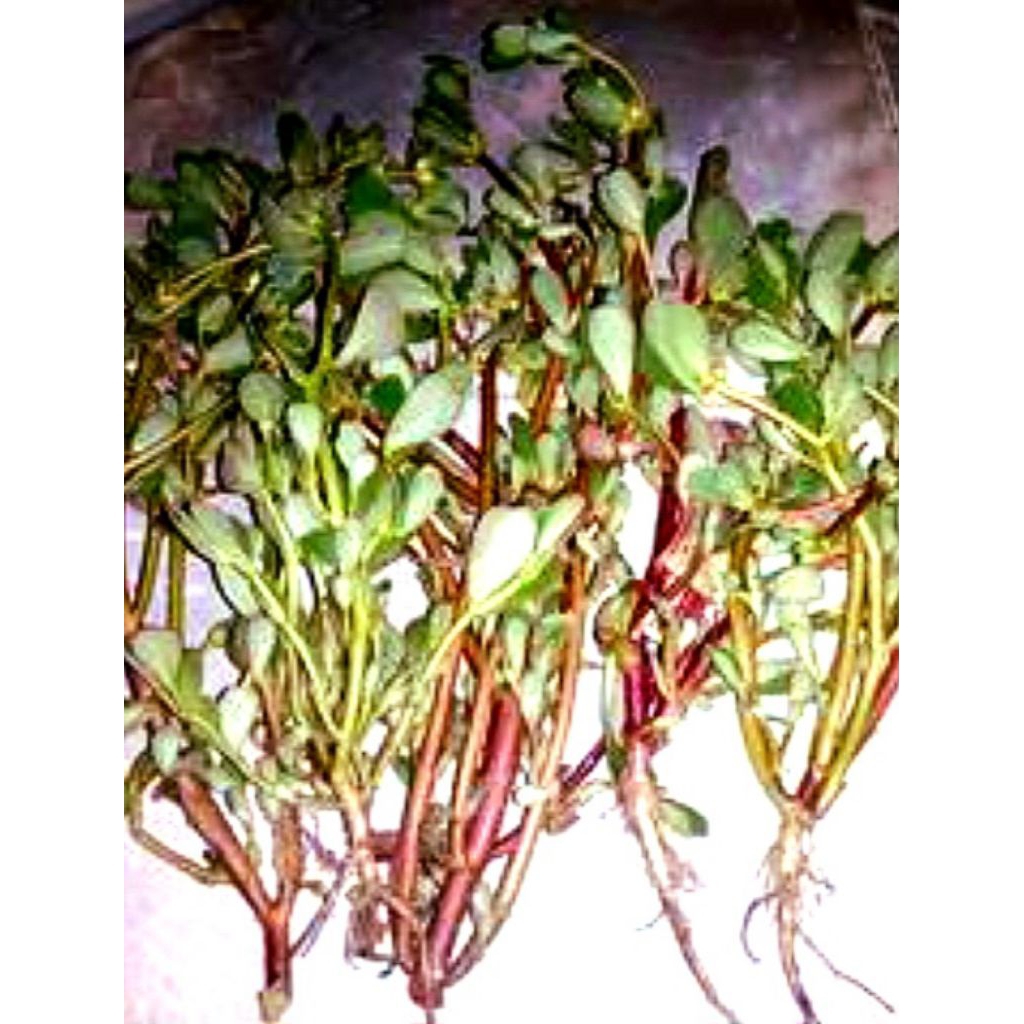 

Jual daun kerokot atau rumput kerokot segar organik 1 kg setok banyak