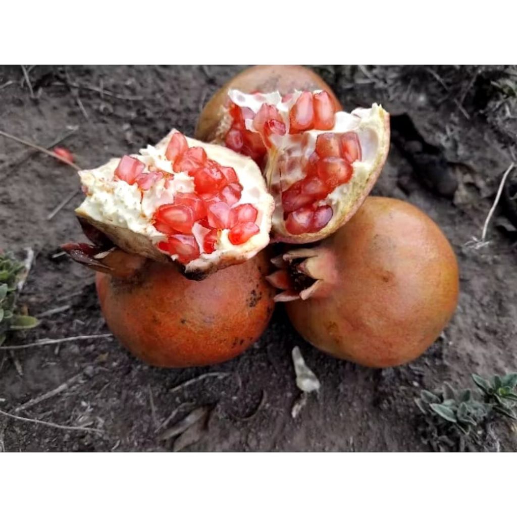 

buah delima merah lokal segar 1kg